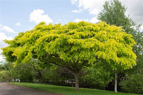 kiwi sunset zelkova|Zelkova serrata Kiwi Sunset PBR